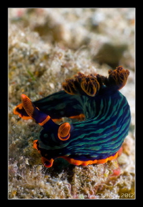 Nudibranch by John Clifford 